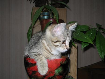 Bouba
