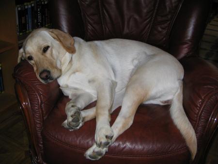 Chelsea une vie de chien